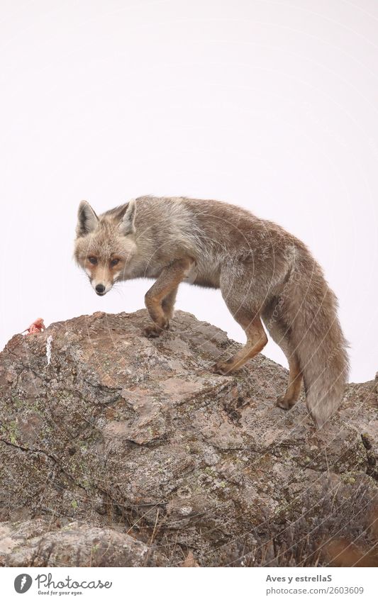 Fox on a rock a foggy day Nature Animal Wild animal Dog Animal face Zoo 1 Colour Colour photo Exterior shot Deserted Day