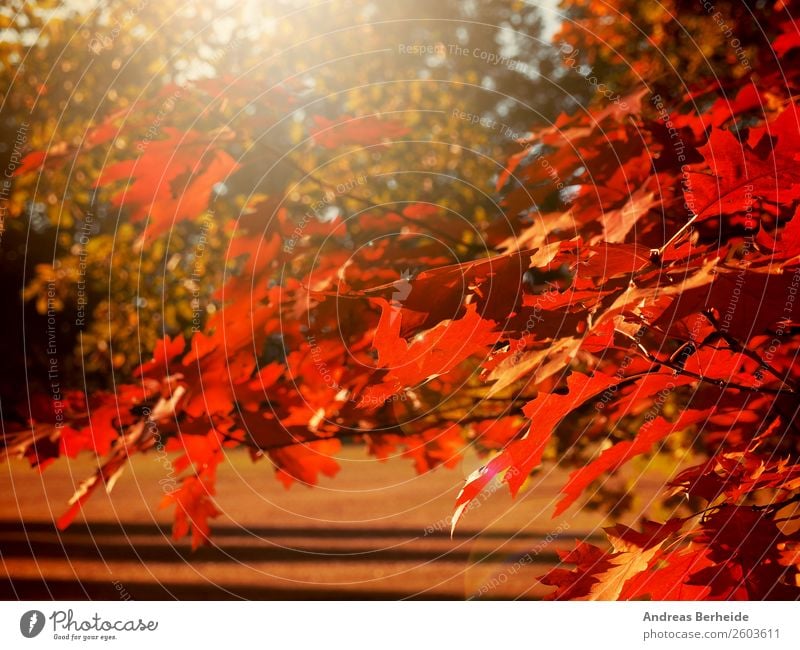Autumn Nature Sunrise Sunset Sunlight Tree Leaf Park Red Relaxation Peace Calm autumnal Background picture beautiful beauty blurred branch bright bush Canada