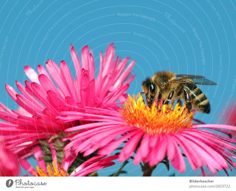 Nectar ashtray on pink aster Bee Honey bee Aster Brilliant Insect Flying insect Blossom Flower Pink Blossom leave Pollen winteraster Crawl Environment Autumnal
