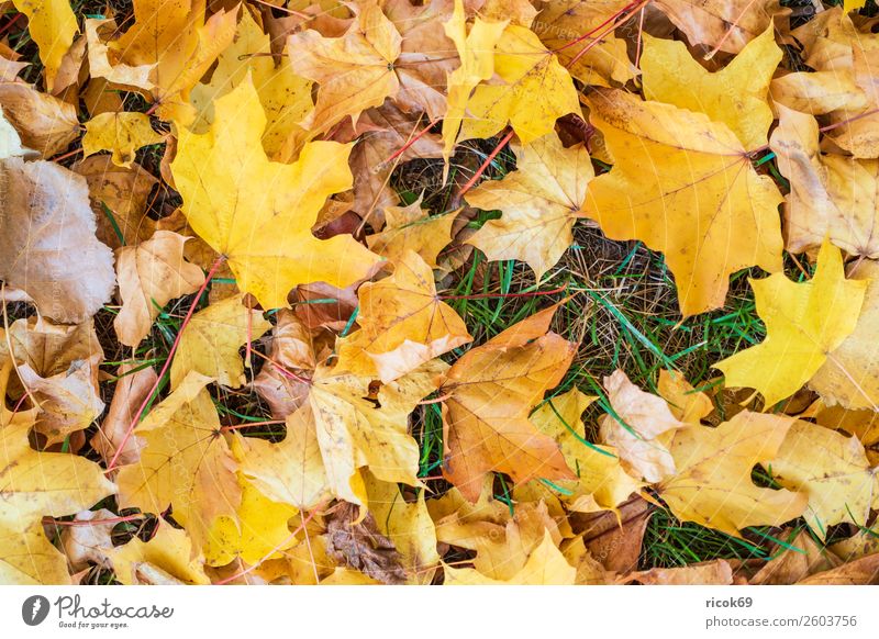 Autumn coloured foliage on the ground Relaxation Vacation & Travel Tourism Nature Landscape Weather Leaf Park Yellow Green Red Colour Idyll Climate Environment