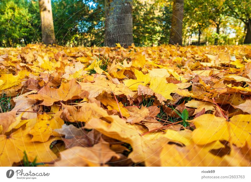 Autumn coloured foliage on the ground Relaxation Vacation & Travel Tourism Nature Landscape Weather Tree Leaf Park Yellow Green Red Colour Idyll Climate
