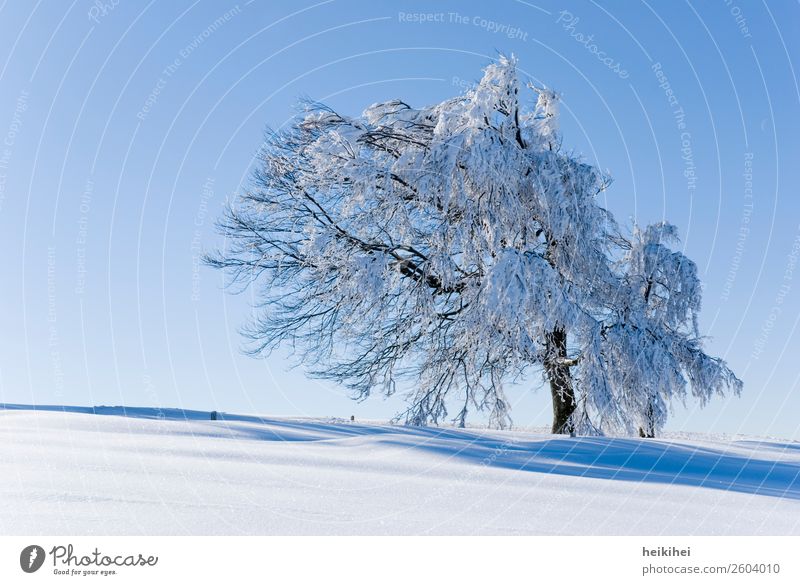 Sunny winter day Vacation & Travel Tourism Trip Adventure Freedom Winter Snow Winter vacation Mountain Hiking Nature Landscape Plant Sky Cloudless sky Tree