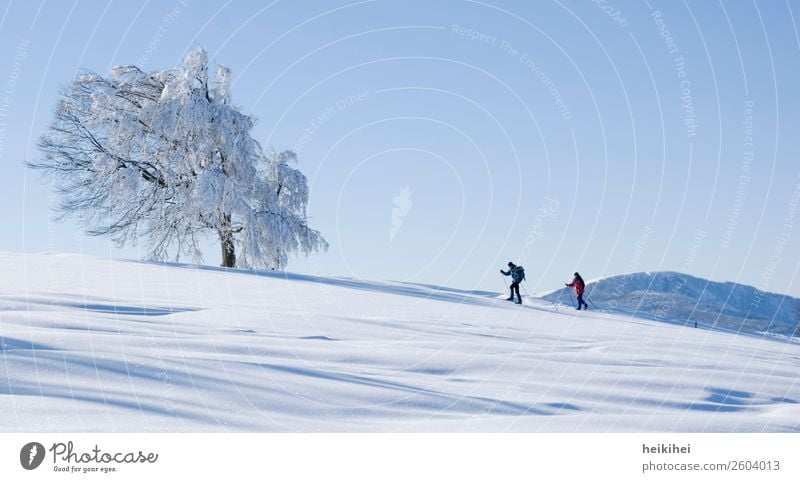 Cross-country skier on the Schauinsland near Freiburg Joy Happy Contentment Relaxation Calm Vacation & Travel Tourism Trip Adventure Far-off places Winter Snow