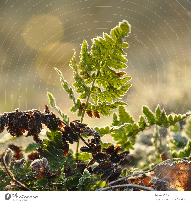 New Life Environment Nature Plant Spring Winter Climate Weather Fog Ice Frost Bushes Fern Leaf Wild plant Growth Green Fragile Fresh Colour photo Exterior shot