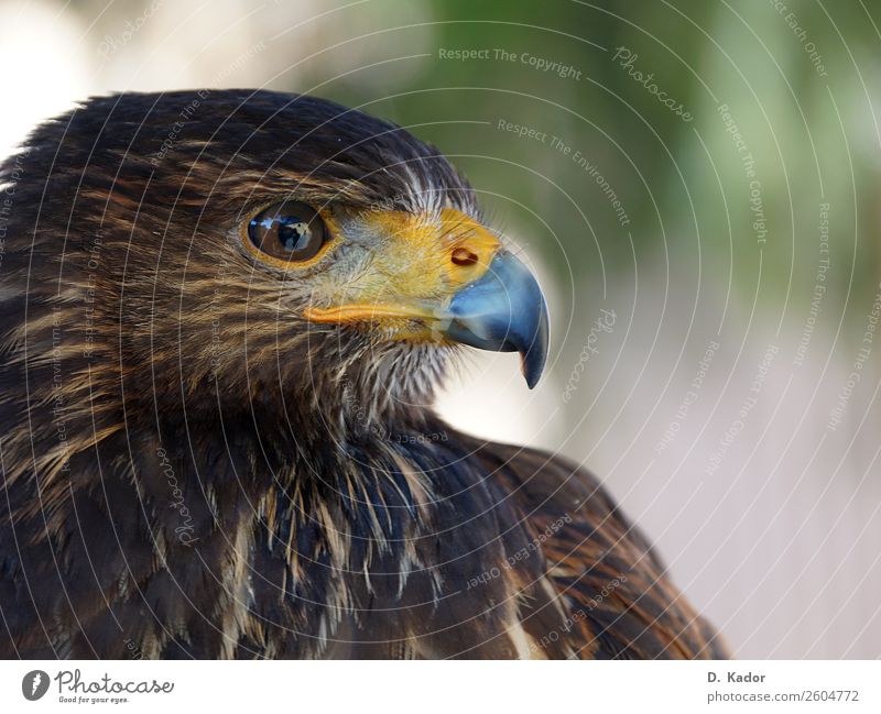 eagle eye Nature Animal Wild animal Bird Animal face Eagle 1 Breathe Observe Crouch Looking Sit Esthetic Threat Speed Point Blue Brown Yellow Bravery Power