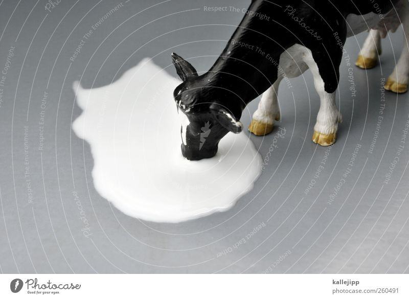 milchbuby Drinking Milk Agriculture Forestry Animal Cow 1 Cattle Toys plastic toy Statue Colour photo Studio shot Close-up Artificial light Light Shadow Blur