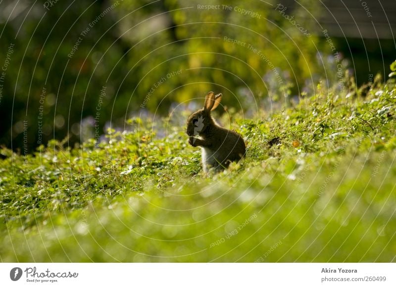 *usper* Nature Spring Summer Grass Bushes Meadow Animal Pet Wild animal Hare & Rabbit & Bunny 1 Sit Stand Brown Yellow Gray Green Black Beginning Idyll Break