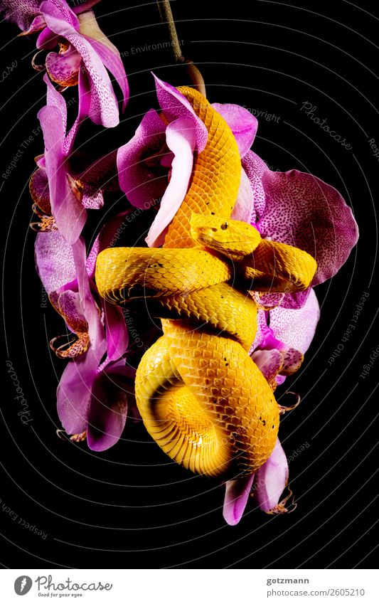 yellow snake Nature Plant Animal Pet Wild animal Snake Zoo 1 Blossoming Hang Aggression Elegant Success Contentment Self-confident Power Trust Safety Protection