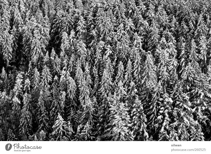 winter - needle - forest Nature Landscape Plant Winter Beautiful weather Ice Frost Snow Tree Forest Bantigen Switzerland Deserted Wood Sleep Dark Natural Gloomy
