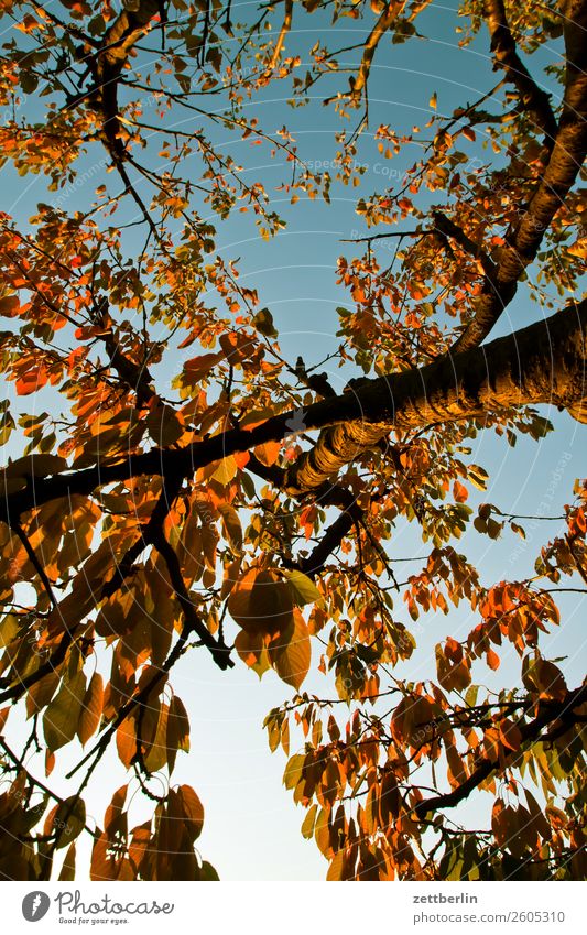 cherry Branch Tree Garden Autumn Autumn leaves Sky Heaven Garden plot Garden allotments Deserted Nature Plant Calm Tree trunk Copy Space Depth of field Twig