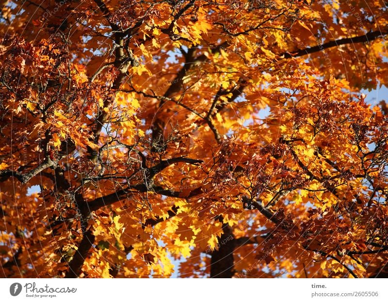 Rustling feast Environment Nature Plant Autumn Beautiful weather Tree Branch Maple branch Maple tree Forest Illuminate Together Above Strong Warmth Brown Yellow