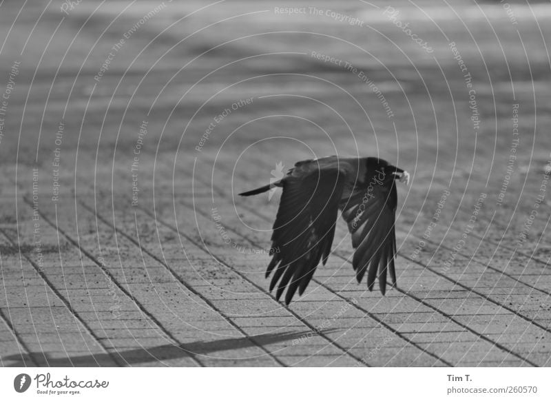 messenger Animal Bird 1 Testing & Control Raven birds Crow Black & white photo Exterior shot Deserted Day
