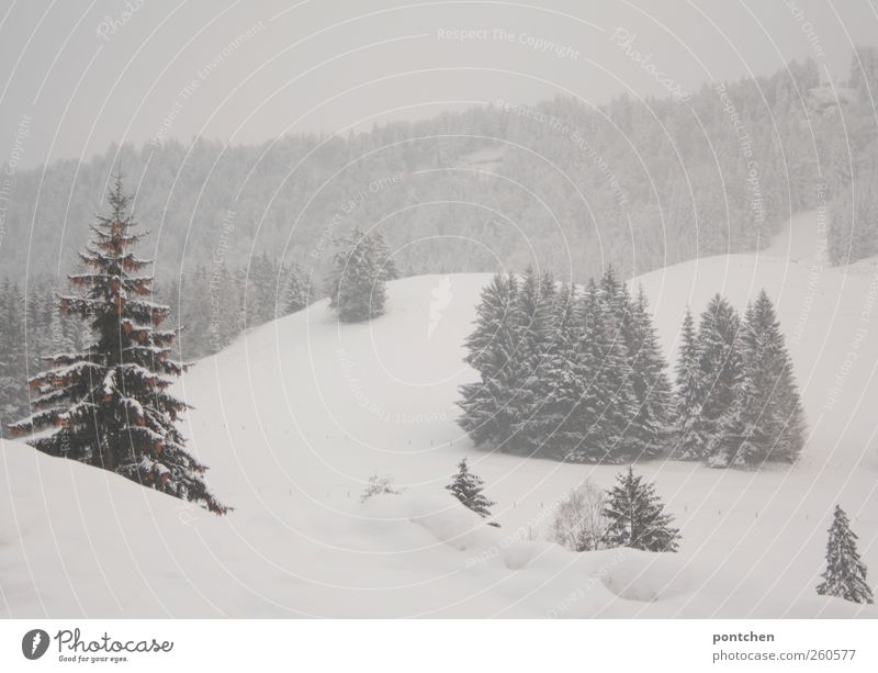 Snowy landscape in the Allgäu. Forest in winter Nature Landscape Winter Bad weather Fog Ice Frost Snowfall Plant tree green White Fir tree Snowscape chill