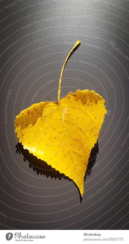 Autumn is coming Nature Plant Tree Leaf Heart Illuminate Faded Authentic Exceptional Simple Gigantic Happy Large Hip & trendy Beautiful Kitsch Sustainability