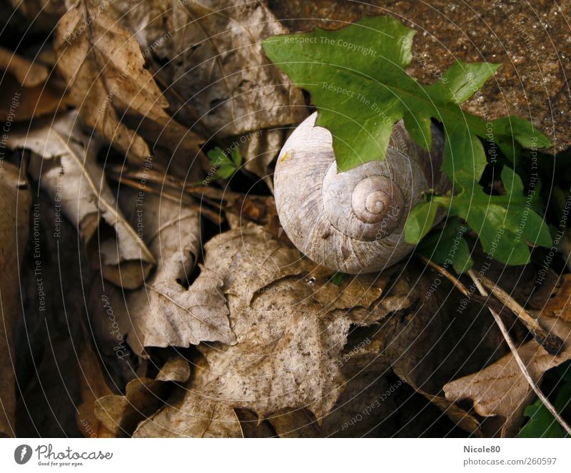 Snail without vineyard Environment Nature Earth Leaf Fresh Renewal Snail shell Dandelion Green Sprout Spiral Colour photo Close-up Copy Space left Day