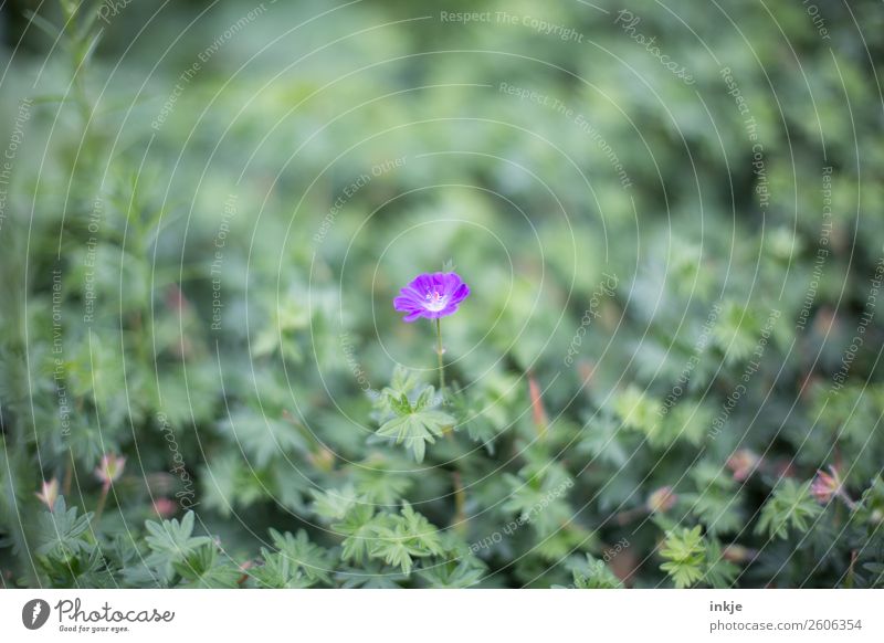 Stork's Bill (?) Nature Plant Summer Flower Blossom Ground cover plant Garden Blossoming Small Green Violet storchenschnabel Colour photo Exterior shot Close-up