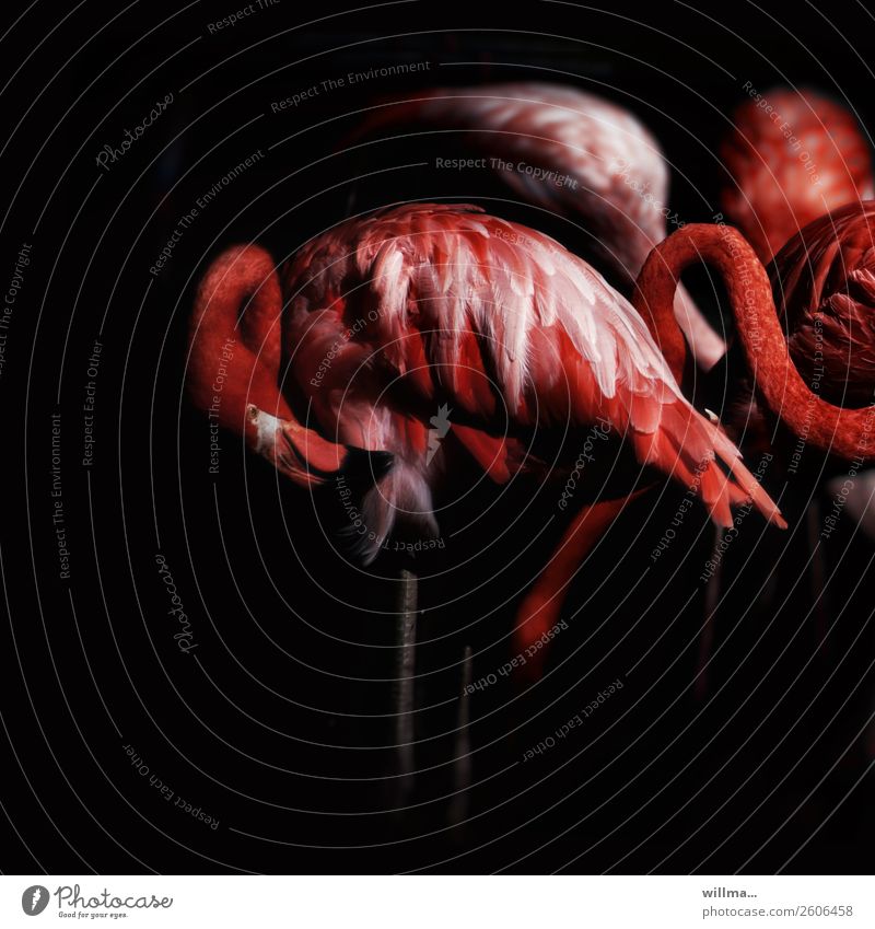 Flamingos at night Wild animal Group of animals Esthetic Dark Exotic Red Black Exceptional Night Square Copy Space