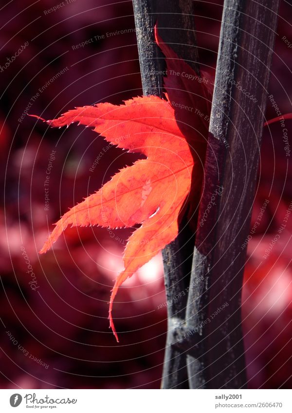 autumnal luminaires... Autumn Beautiful weather Leaf Maple tree Red maple Fence Illuminate To dry up Autumnal Prongs Colour photo Exterior shot Detail Deserted