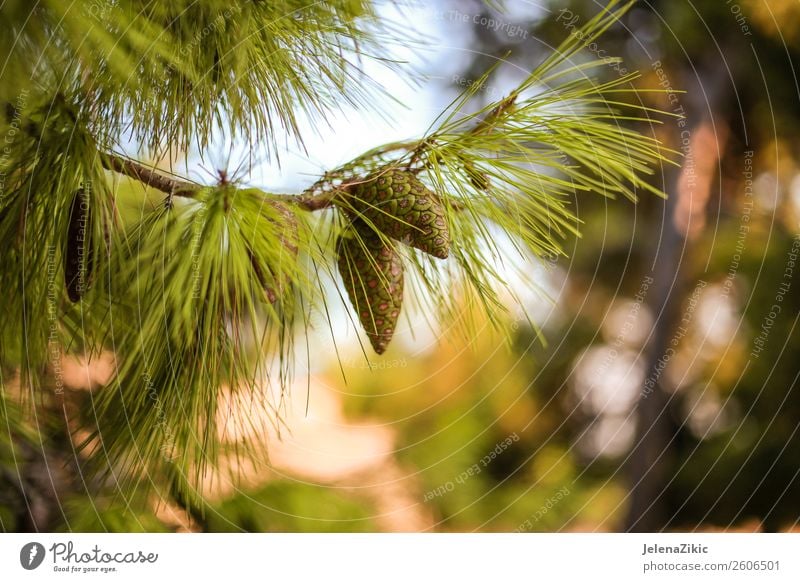 Close-up view at the green pine with young cones Beautiful Summer Winter Decoration Environment Nature Plant Autumn Tree Park Forest Bright Natural Green Colour