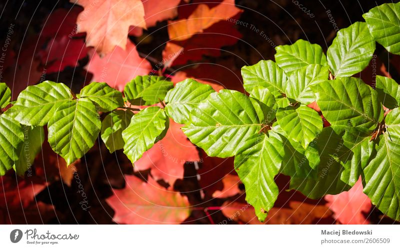 Green and red autumnal leaves. Environment Nature Plant Autumn Tree Leaf Foliage plant Park Forest Natural Red Senior citizen Beginning Colour Seasons