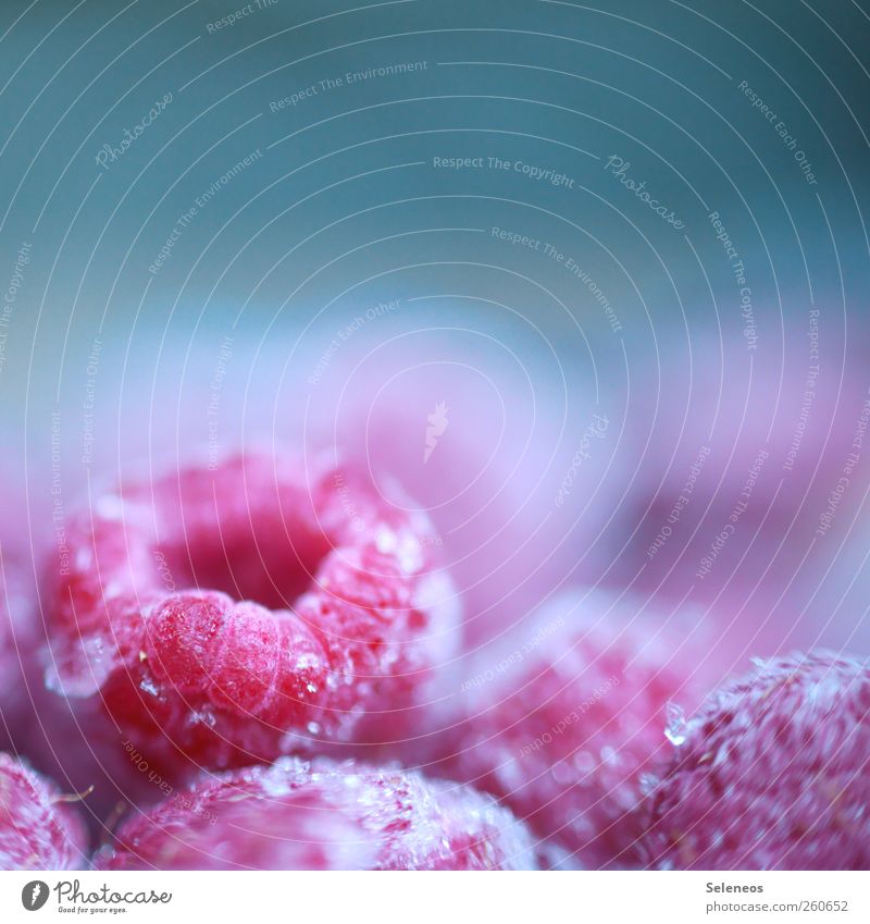 cold fruit Food Fruit Raspberry Nutrition Organic produce Winter Ice Frost Freeze Fresh Healthy Cold Small Appetite Frozen Colour photo Interior shot Close-up
