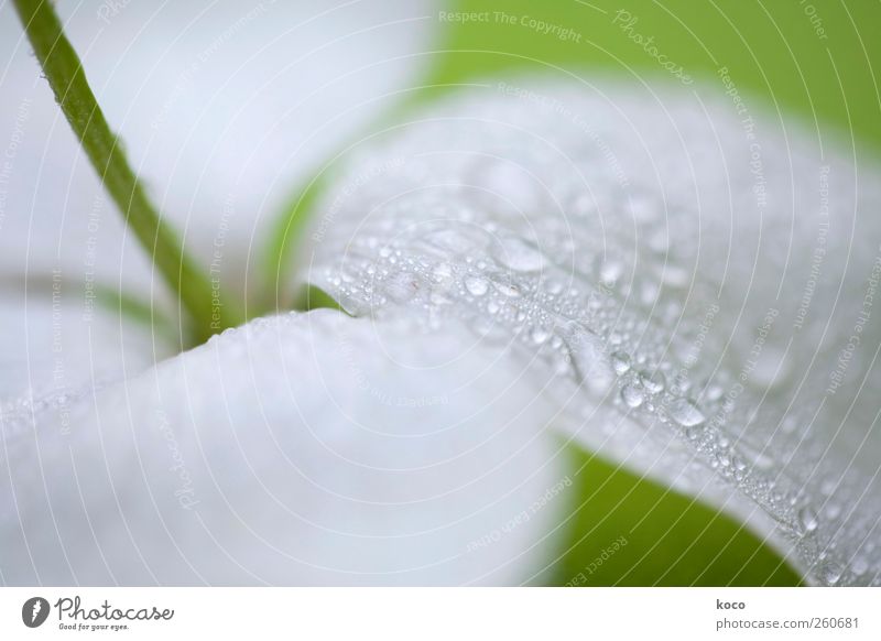 summer rain Environment Nature Plant Drops of water Flower Leaf Blossom Water Blossoming Fragrance Lie Dream Sadness Esthetic Authentic Elegant Fluid Glittering