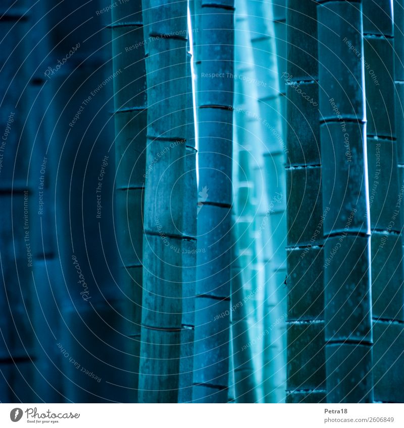Bamboo in blue Nature Plant Forest Line Esthetic Exceptional Cold Blue Subdued colour Exterior shot Abstract Deserted Copy Space left Day Shadow Contrast
