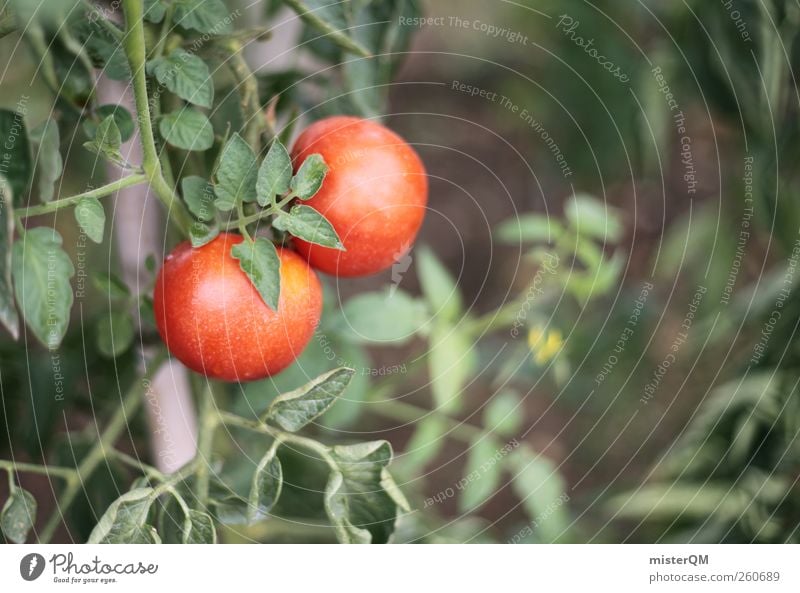 Tomatina? Art Esthetic Tomato Tomato juice Tomato soup Tomato plantation 2 In pairs Red Green Growth Harvest Garden Own Healthy Eating Ecological