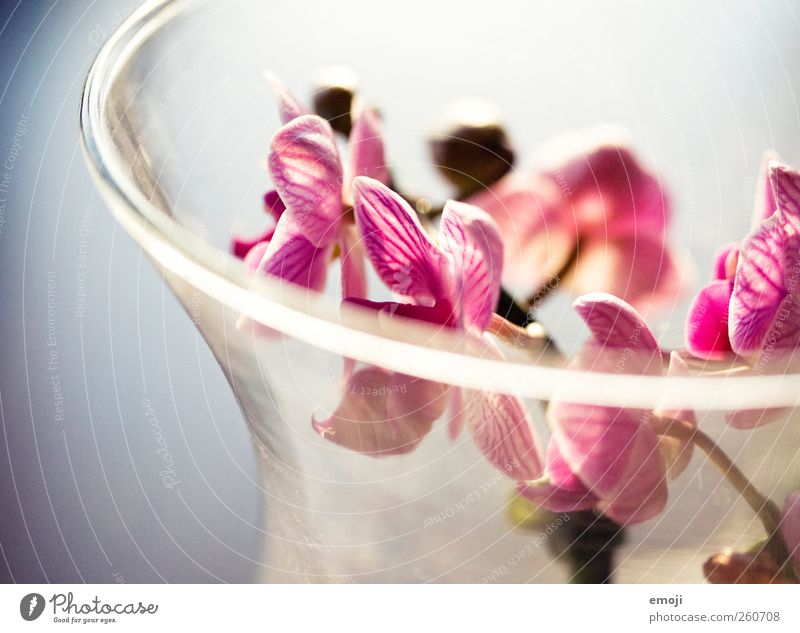 valentine Plant Flower Orchid Blossom Beautiful Pink Spring Decoration Glass Colour photo Interior shot Close-up Detail Macro (Extreme close-up) Deserted