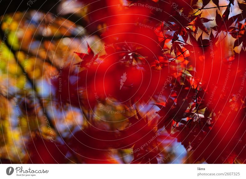 colour bombs Environment Nature Landscape Sunlight Autumn Beautiful weather Foliage plant Change Leaf canopy Multicoloured Twigs and branches Superimposed