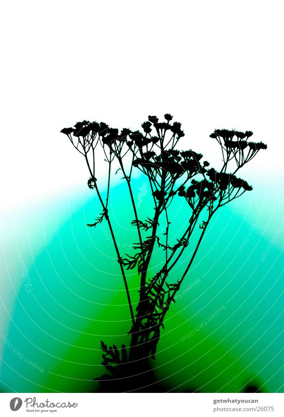 surreal Plant Back-light Multicoloured Unnatural Dark Blur Error Colour Bright Nature