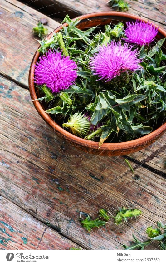 Onopordum and herbalism.Thistle thistle thorn plant nature medicine natural medicinal healthy blossom herbalist mortar wild weed pink flora leaf