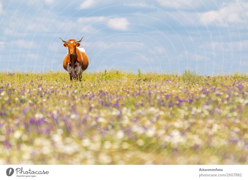 Cow with horns in summer field with flowers Beautiful Summer Culture Environment Nature Landscape Animal Sky Grass Meadow Village To feed Natural Green