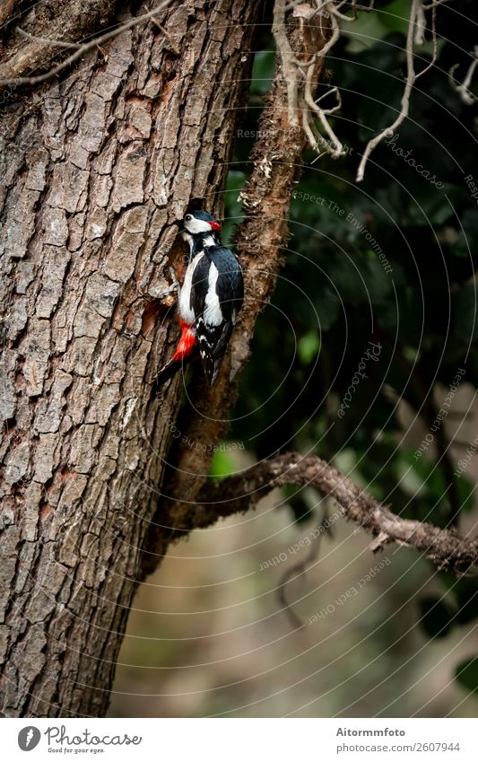 Woodpecker before feed on tree trunk Beautiful Vacation & Travel Tourism Hiking Environment Nature Landscape Plant Animal Weather Tree Park Forest Bird Feeding