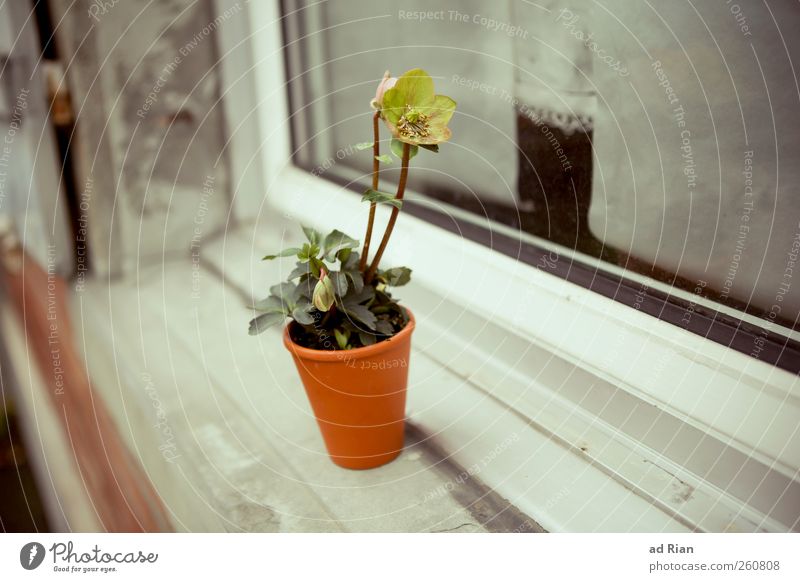 Flowers. Just for you! Plant Flowerpot Window Window board Natural Warm-heartedness Thrifty Colour photo Day Long shot