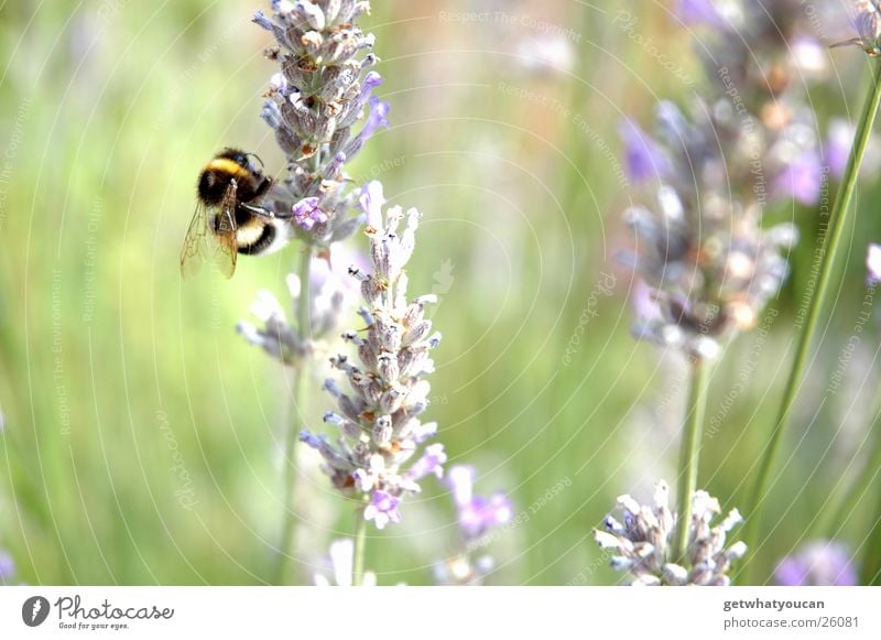 organic helicopter Bumble bee Flower Meadow Summer Near Blur Small Calculation Buzz Nature depth blur Wing