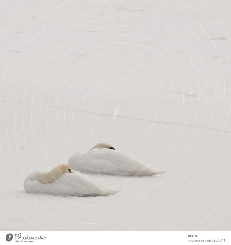 swans dream Environment Nature Plant Winter Snow Animal Wild animal Bird Swan 2 Sleep White Cold Colour photo Exterior shot Deserted Copy Space top Day
