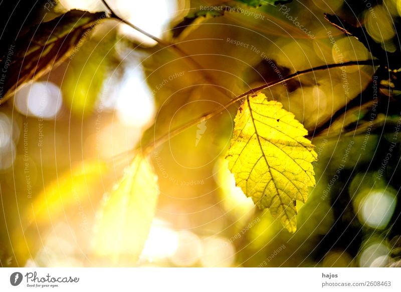 beech, leaf in backlight in autumn Nature Tree Colour Beech tree Leaf Beech leaf Back-light Sun Bright Brilliant sunny Yellow Autumn Autumnal colours romantic