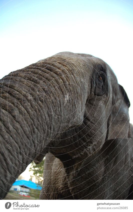 jumbo Elephant Circus Grief Trunk India Wide angle Near Large Gray Peace Captured Sadness Ear Sky Smooth
