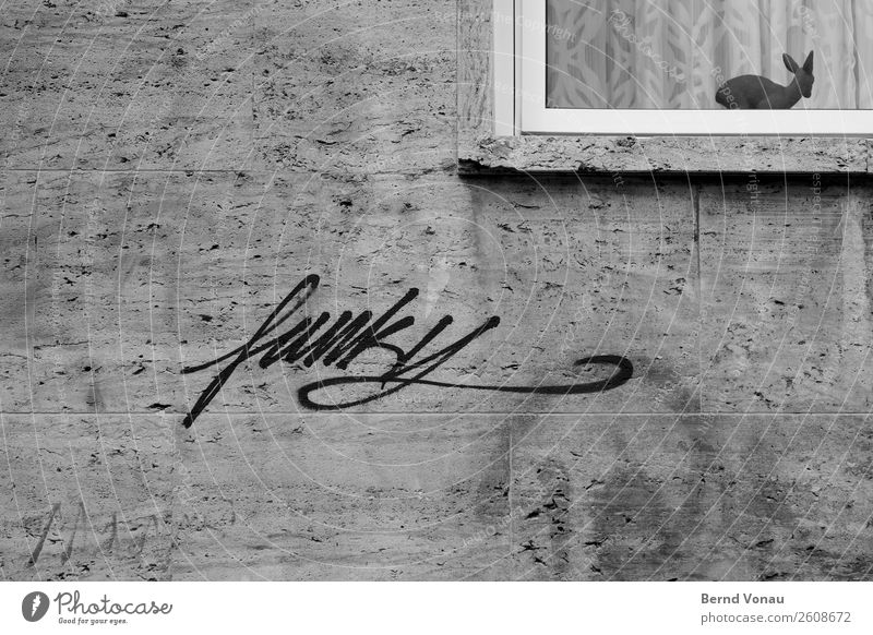 funky Town Wall (barrier) Wall (building) Baby animal Modern Black & white photo Funky Graffiti Fawn Curtain Window Kitsch Figure Argument old&new Gray