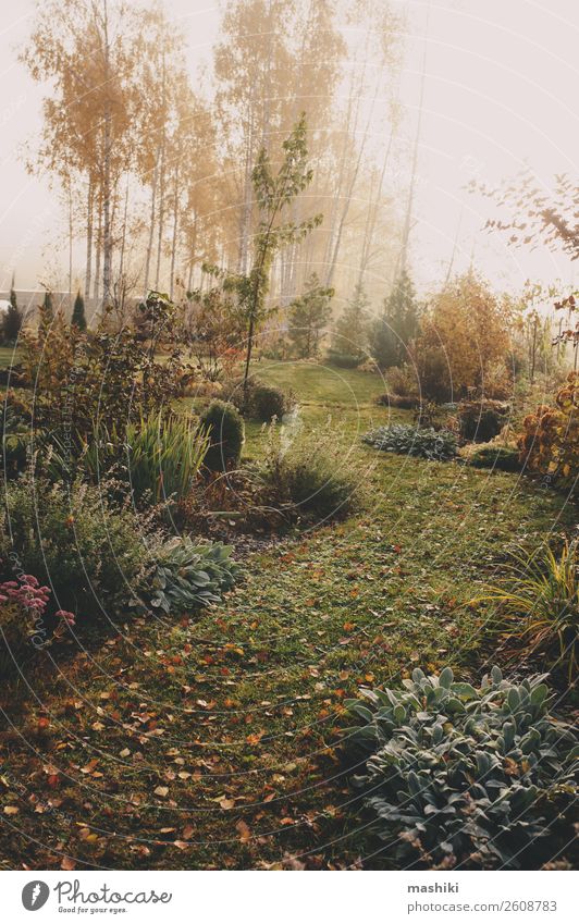 fog in early morning in late autumn or winter garden Beautiful Winter Garden Nature Landscape Plant Autumn Weather Fog Tree Grass Natural Green White cold