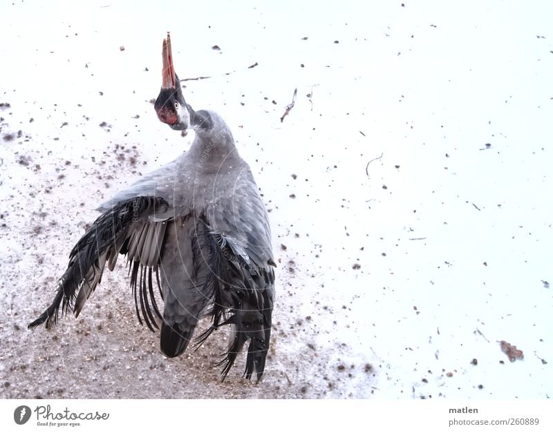 snow waltz Winter Animal Wild animal 1 Dance Gray White Crane Snowfall Subdued colour Exterior shot Deserted Copy Space right Copy Space top Day Bird's-eye view