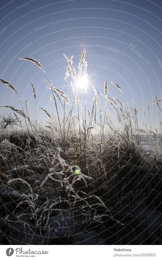 Grasses in winter with sun Sun Winter Nature Landscape Ice Frost Plant Field Cold Blue Gray White Snow Sky Colour photo Exterior shot Deserted Copy Space top