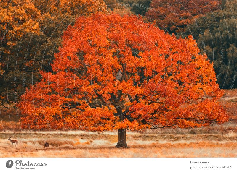 Tree with fall colors Design Calm Meditation Vacation & Travel Trip Safari Environment Nature Landscape Plant Animal Earth Autumn Weather Leaf Park Forest