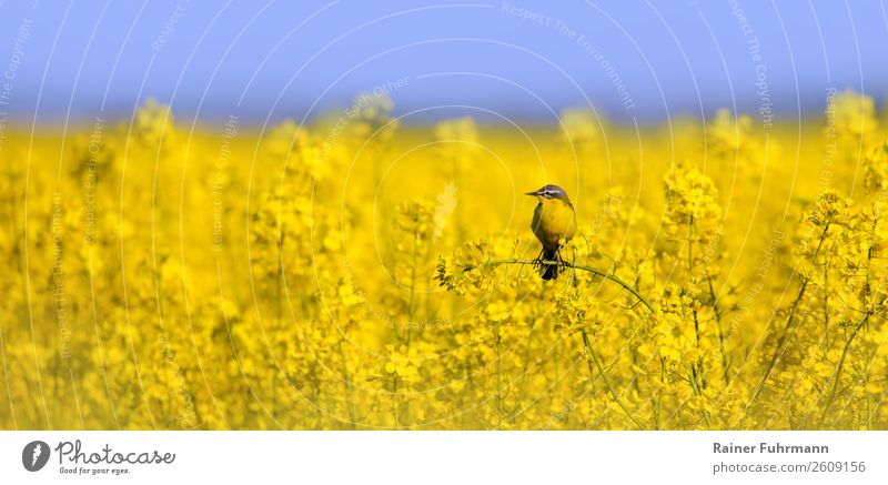 a wagtail sits in a rape field Agricultural crop Field Animal Wild animal 1 Nature Colour photo Exterior shot Copy Space left Copy Space right Copy Space top
