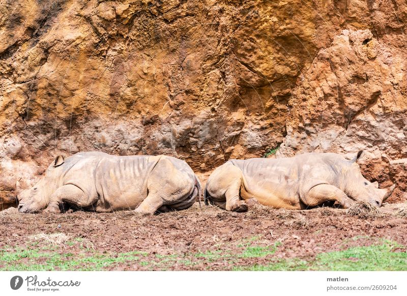 separate beds Grass Rock Animal 2 Stone Sleep Rhinoceros Divide Together Couple Sunbathing Colour photo Subdued colour Exterior shot Copy Space left