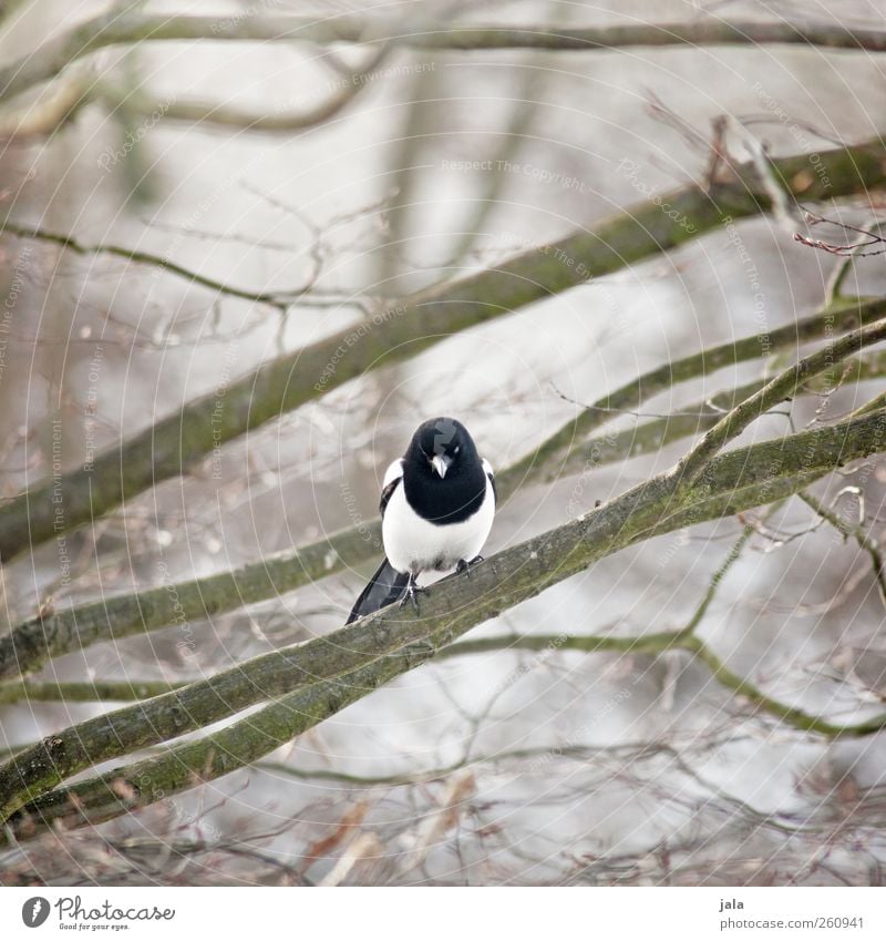 magpie Environment Nature Plant Animal Tree Wild plant Wild animal Bird Black-billed magpie 1 Sit Colour photo Exterior shot Deserted Day Shallow depth of field
