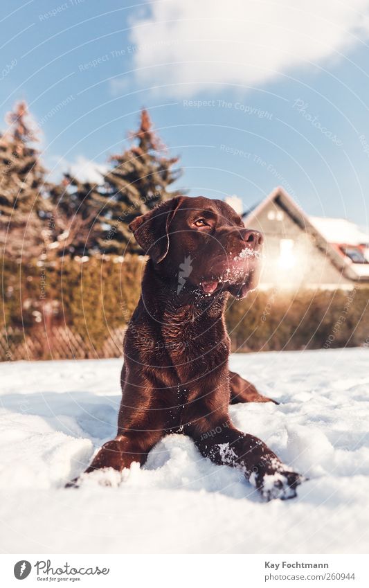 .... Lifestyle Happy Flat (apartment) House (Residential Structure) Sky Sun Winter Beautiful weather Snow Tree Garden Pet Dog Labrador 1 Animal Observe Discover