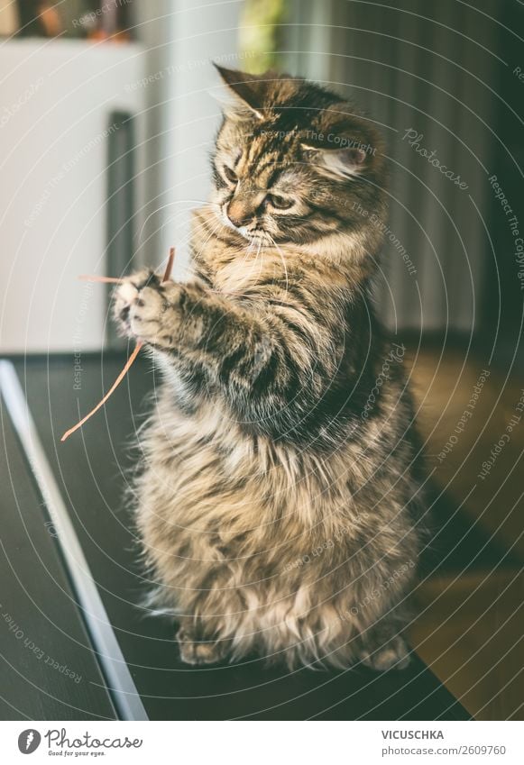 Cat sitting on hind legs playing with grass Lifestyle Living or residing Animal Pet 1 Joy Love of animals Design Playing Sit Interior shot Siberian cat Funny