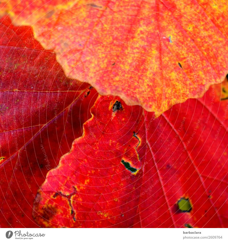 it will be autumn Plant Autumn Bushes Leaf Illuminate Red Moody Expectation Colour Climate Nature Change Colour photo Exterior shot Detail Pattern